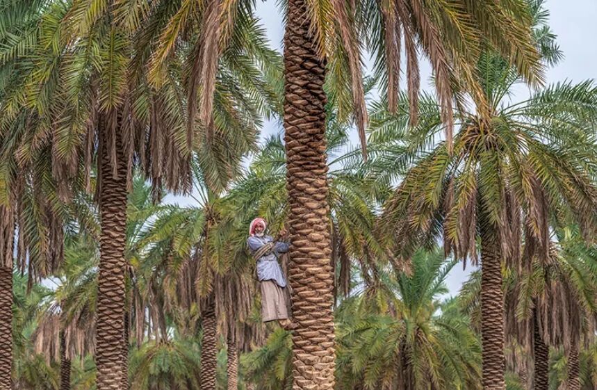 [互动评论抽好礼*]走进沙特非遗 | 十大沙漠瑰宝，你知道几个？
