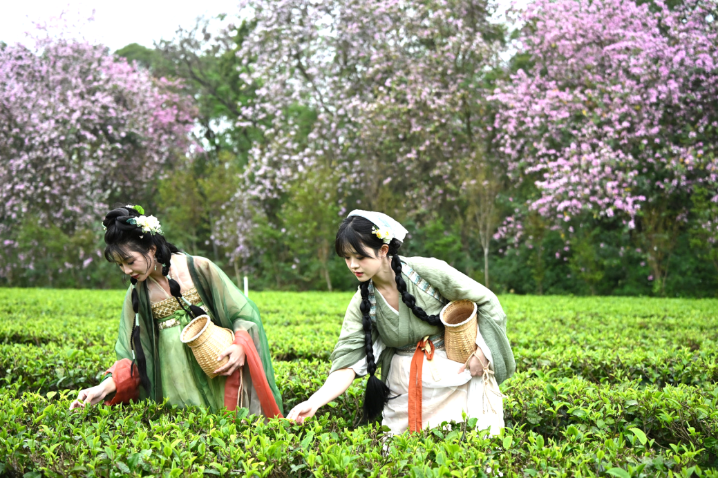 春启英德,茶香万里 | 沙特光辉旅行社总经理周东妮荣幸受聘为“英德红茶海外推广大使”
