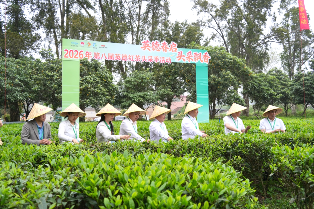 春启英德,茶香万里 | 沙特光辉旅行社总经理周东妮荣幸受聘为“英德红茶海外推广大使”